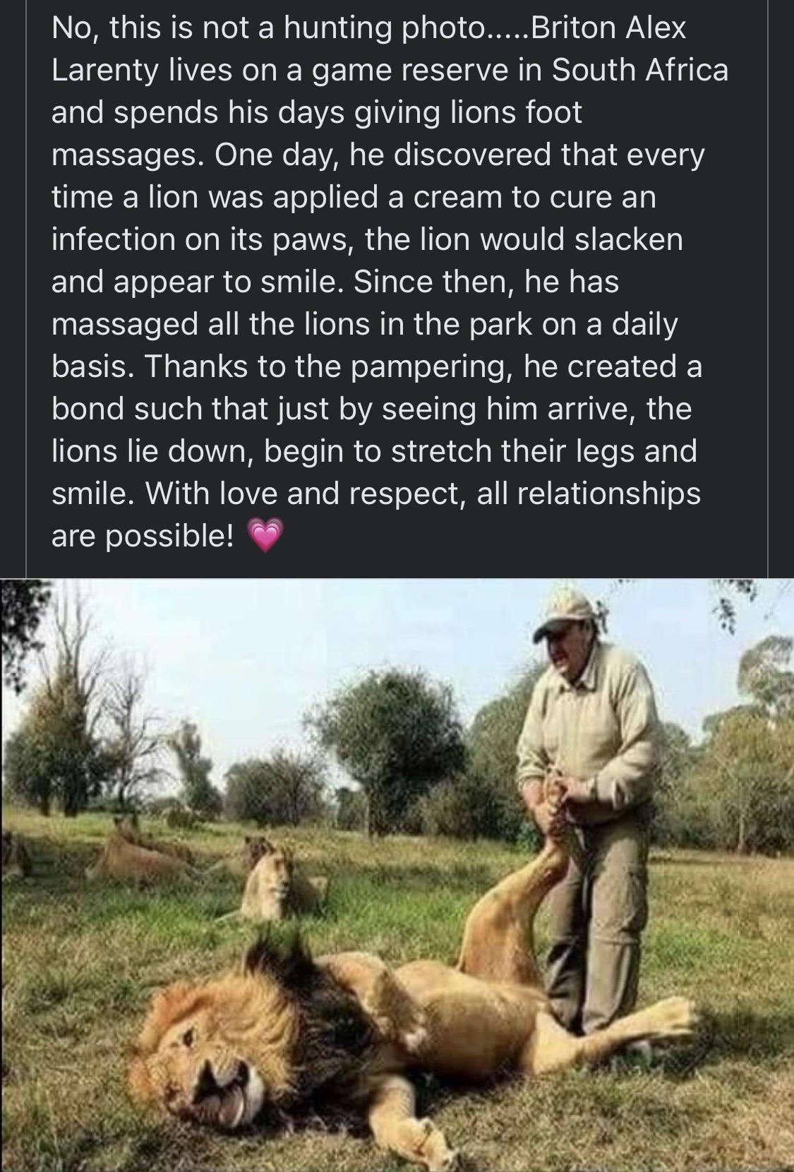 No this is not a hunting photoBriton Alex Larenty lives on a game reserve in South Africa and spends his days giving lions foot UEEEEI L0 LR E AL R RV CL R GE I HI1Y time a lion was applied a cream to cure an infection on its paws the lion would slacken and appear to smile Since then he has massaged all the lions in the park on a daily EEER NIRRT L Y CEI e bond such that just by seeing him arrive 