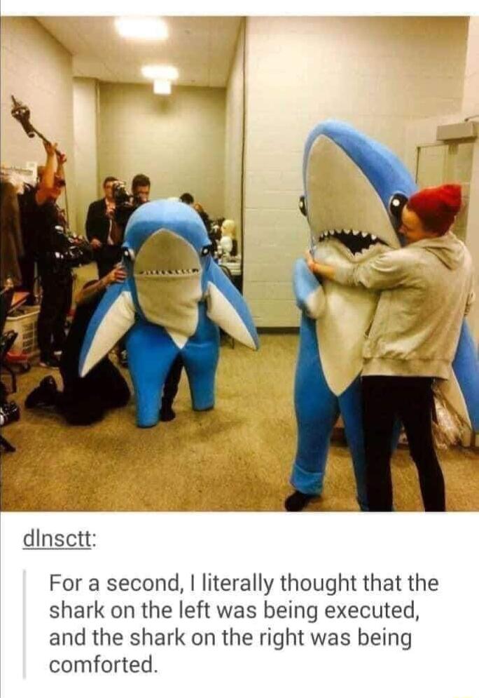 dinsctt For a second literally thought that the shark on the left was being executed and the shark on the right was being comforted