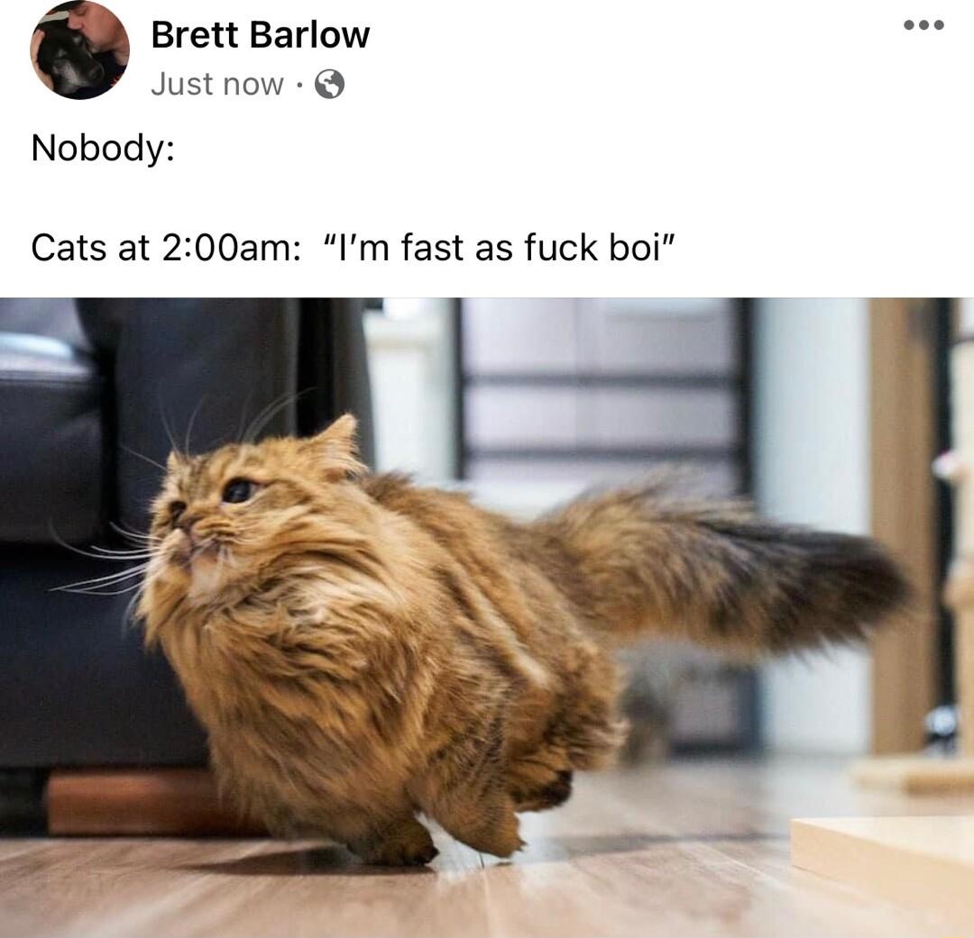 e Brett Barlow o Just now Nobody Cats at 200am Im fast as fuck boi