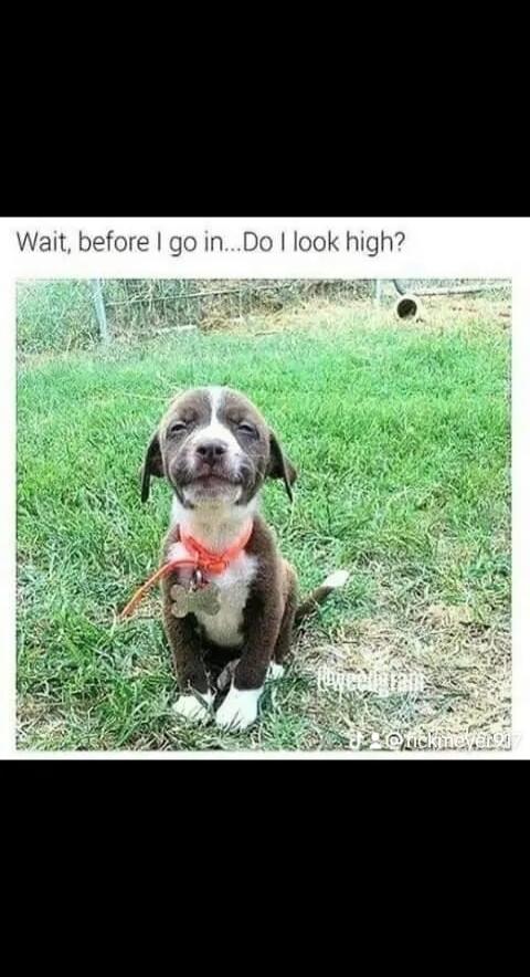 Wait, before I go in...Do I look high?