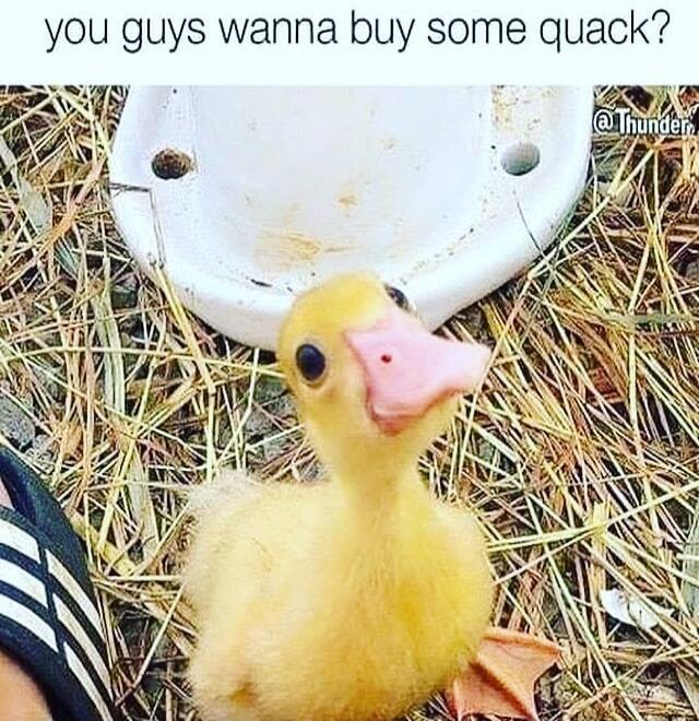 you guys wanna buy some quack?
