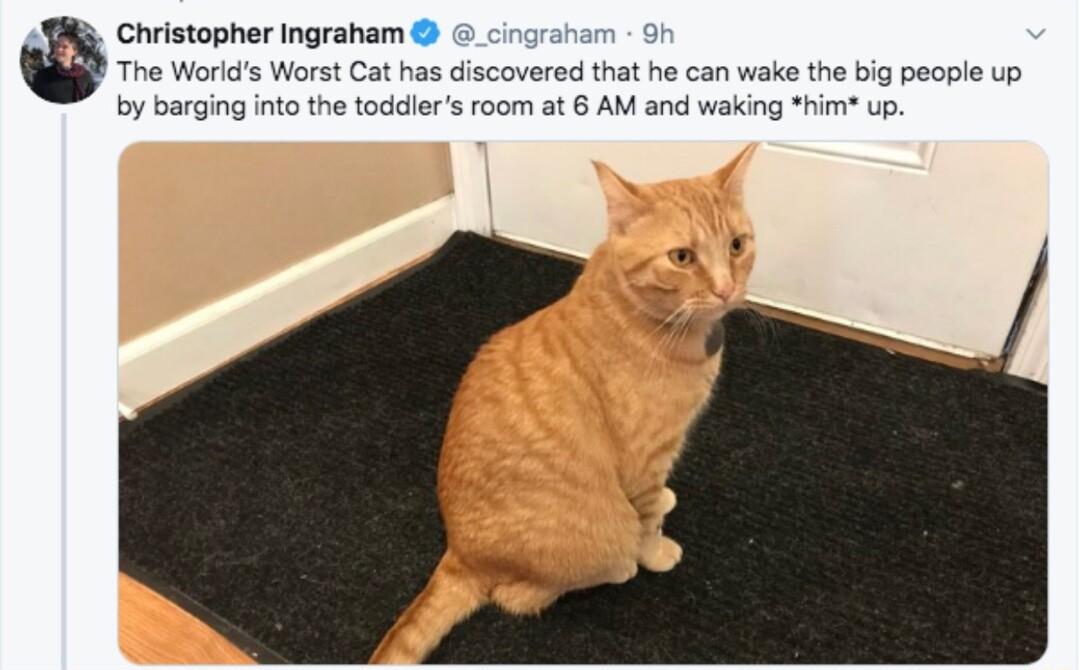 B Christopher Ingraham o The Worids Worst Cat has discovered that he can wake the big people up by barging into the toddlers room at AM and waking him up