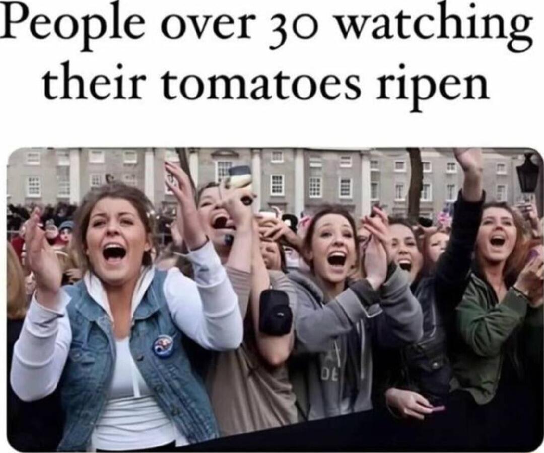 People over 30 watching their tomatoes ripen