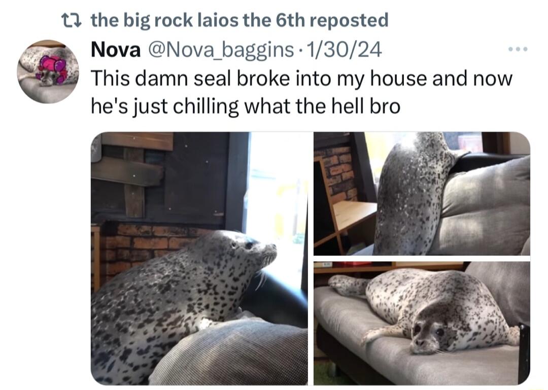 13 the big rock laios the 6th reposted Nova Nova_baggins 13024 This damn seal broke into my house and now hes just chilling what the hell bro R