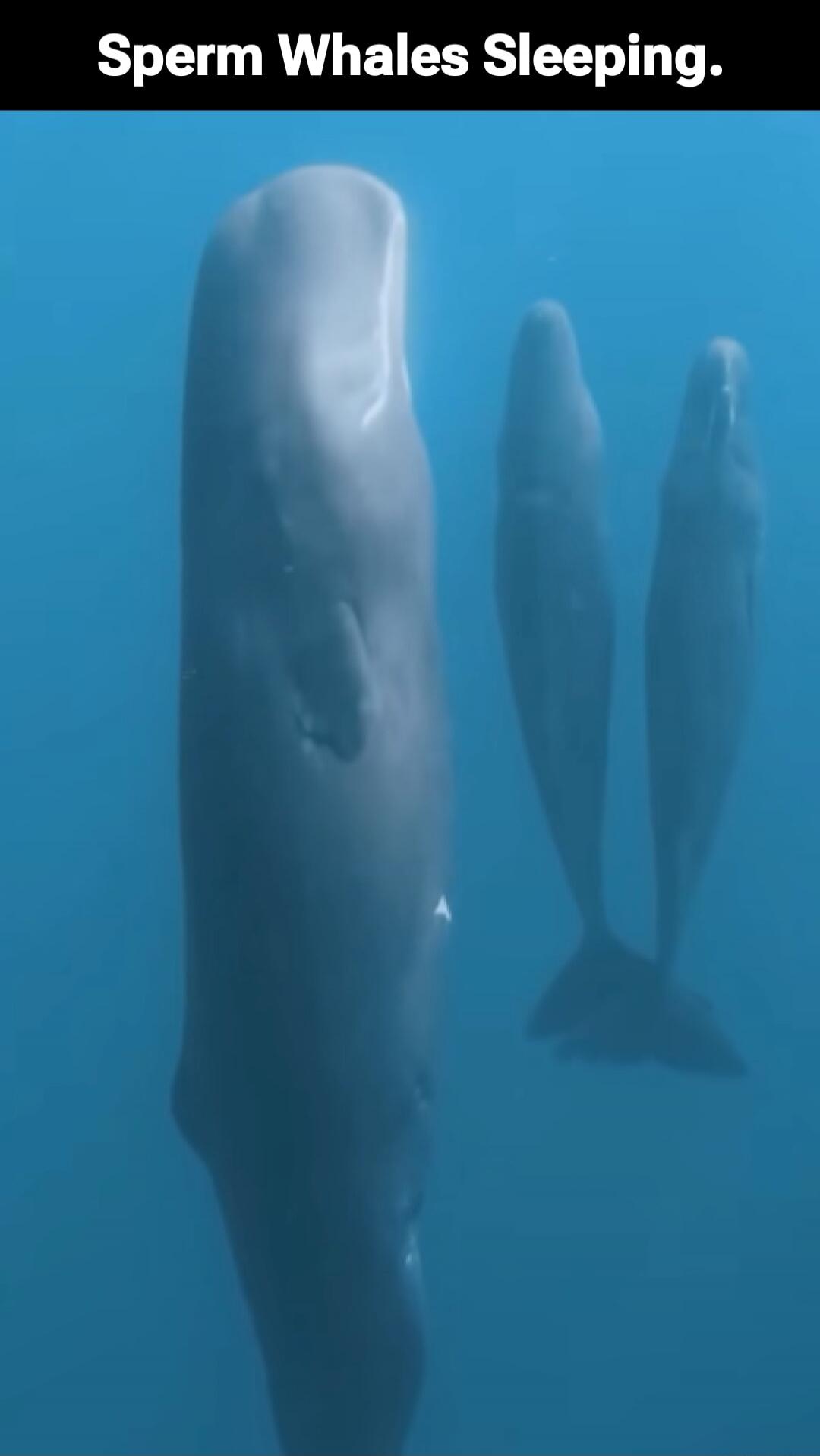 Sperm Whales Sleeping.