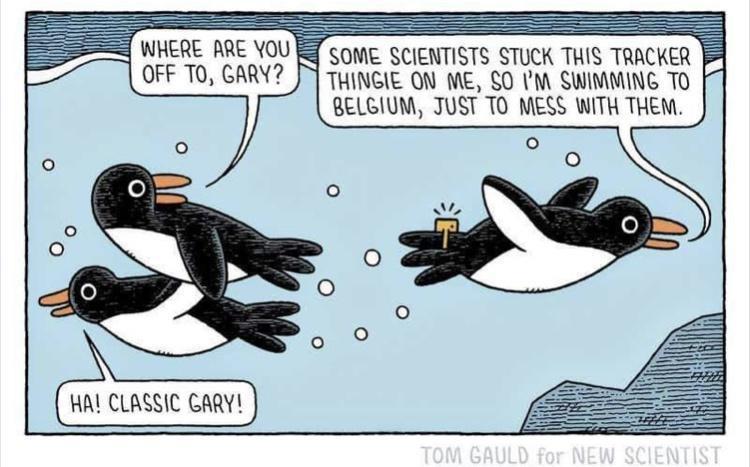 SOME SCIENTISTS STUCK THIS TRACKER H THINGIE ON ME 50 M SWIMMING TO BELGIUM JUST TO MESS WITH THEM AL CLASSIC CARY