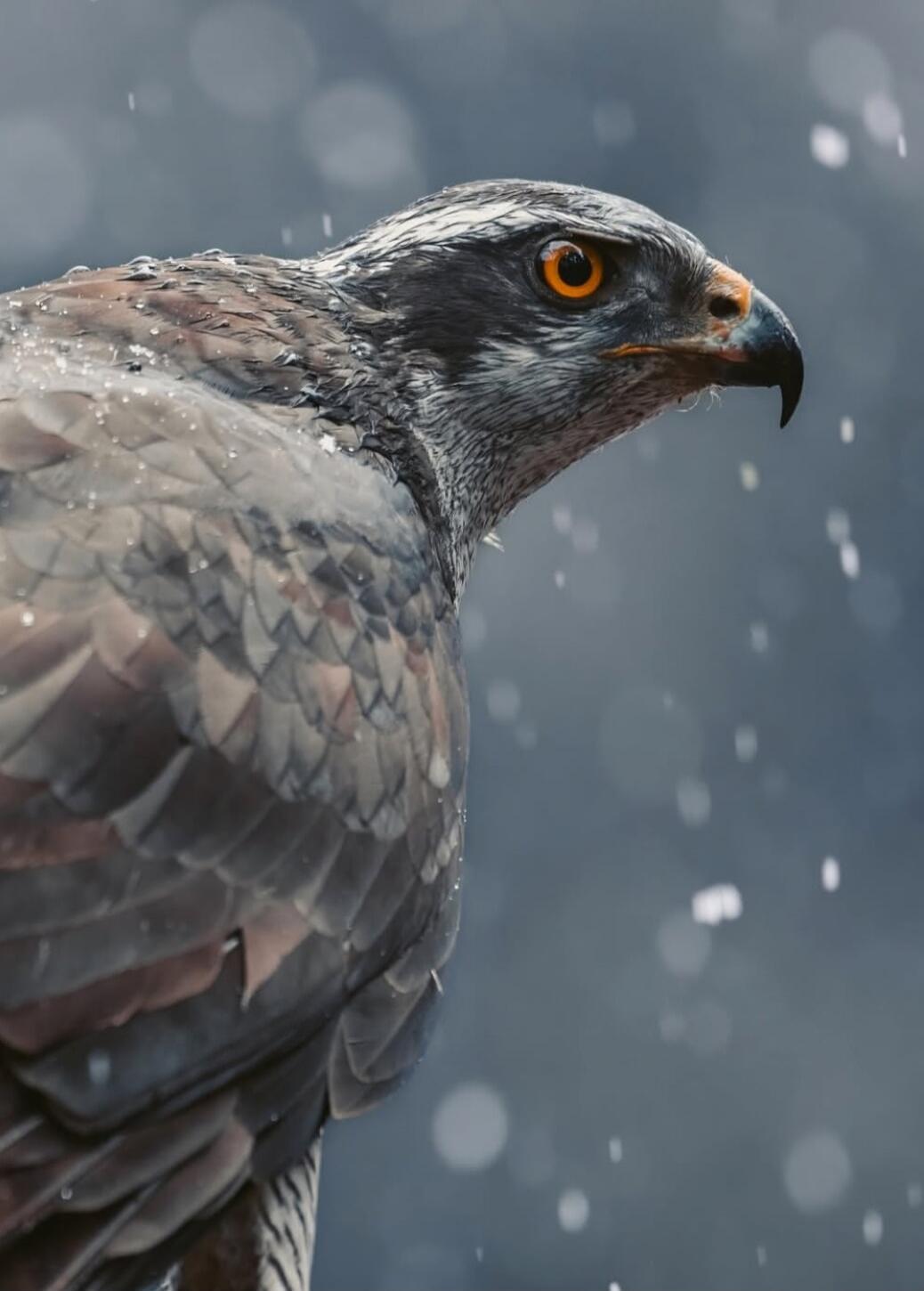 Session ID: 1007127.