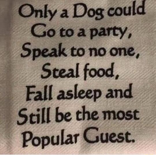 Only a Dog could Gotoaparty Speak to no one Steal food Fall asleep and Still be the most Popuaf GUCSC