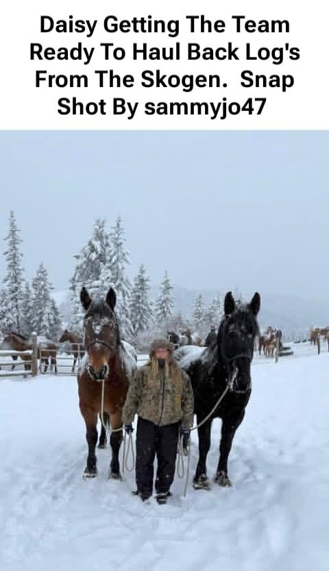 Daisy Getting The Team Ready To Haul Back Log's From The Skogen. Snap Shot By sammyjo47