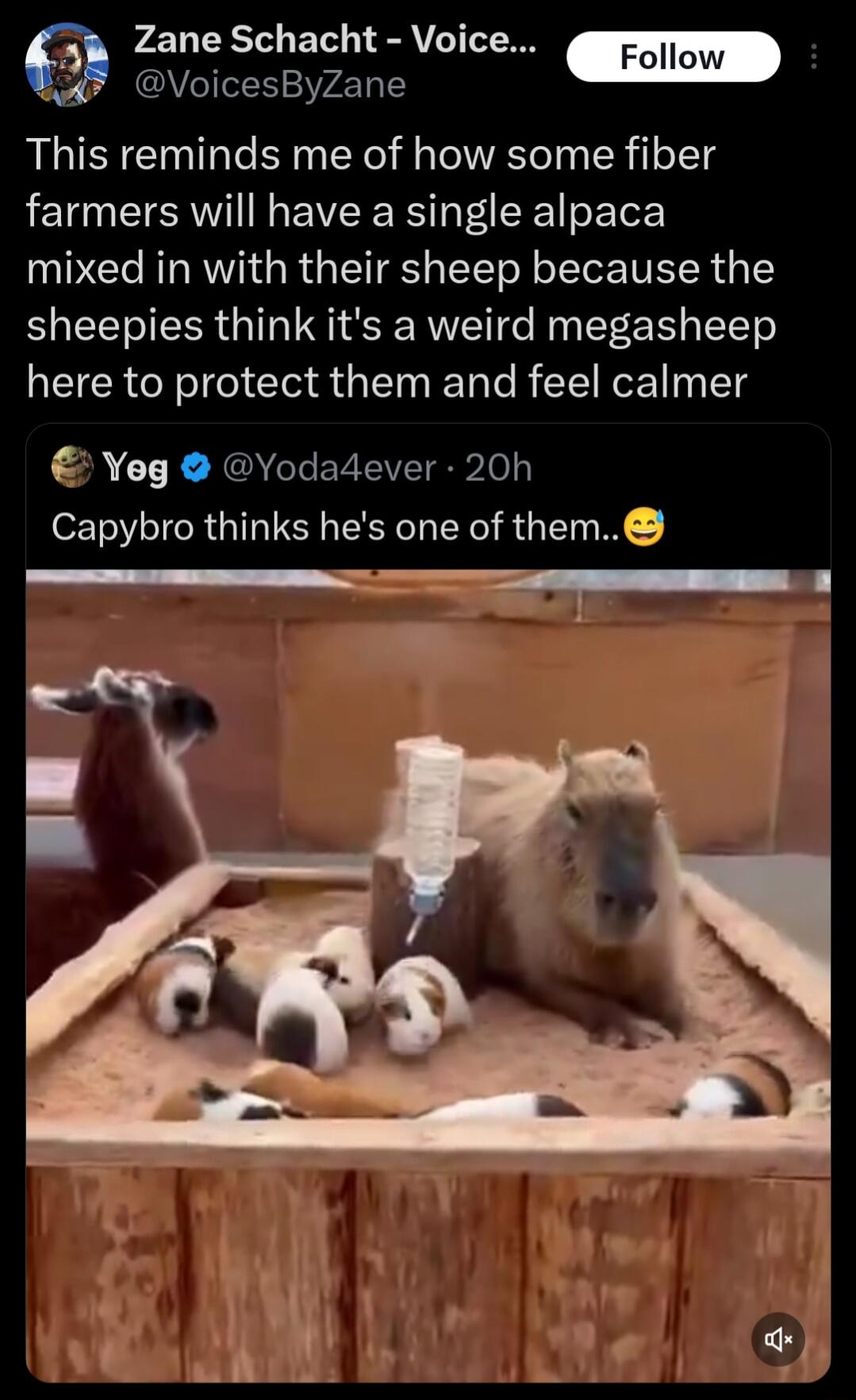 Zane Schacht Voice Foll UVIT1 2374 1o 1 This reminds me of how some fiber farmers will have a single alpaca mixed in with their sheep because the sheepies think its a weird megasheep here to protect them and feel calmer Yeg Yodadever 20h Capybro thinks hes one of them