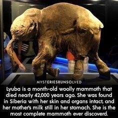 MYSTERIESRUNSOLVED Lyuba is menth old woolly mammeth that died nearly 42000 years ago She was found in Siberia with her skin and organs intact and her mothers milk sfill in her stomach She is the most complete mammoth ever discoverd