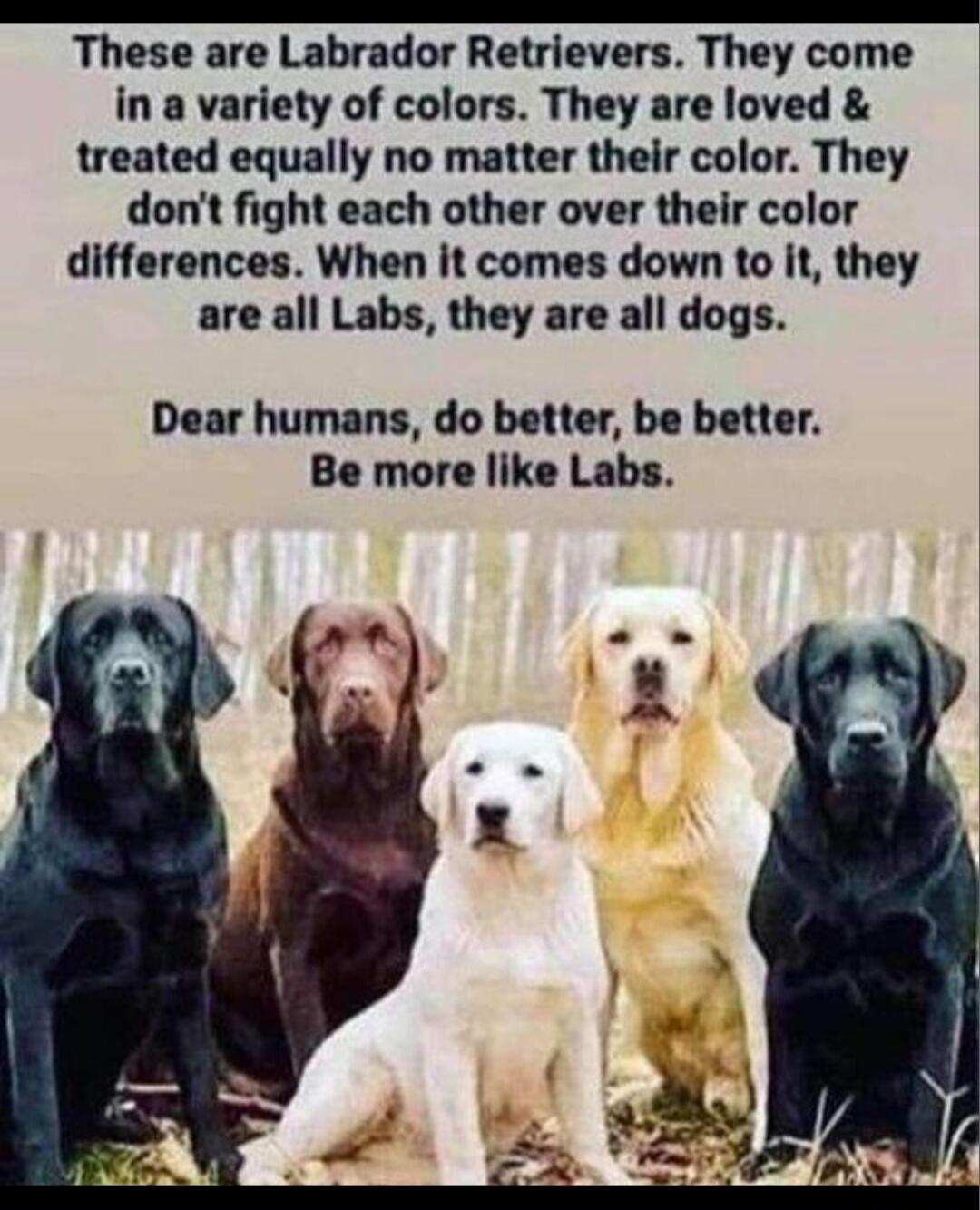 These are Labrador Retrievers. They come in a variety of colors. They are loved and treated equally no matter their color. They don't fight each other over their color differences. When it comes down to it, they are all Labs, they are all dogs. Dear humans, do better, be better. Be more like Labs.