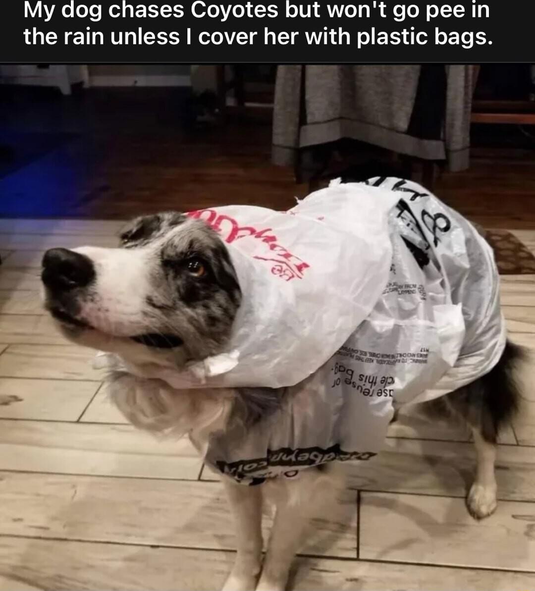 My dog chases Coyotes but wont go pee in the rain unless cover her with plastic bags