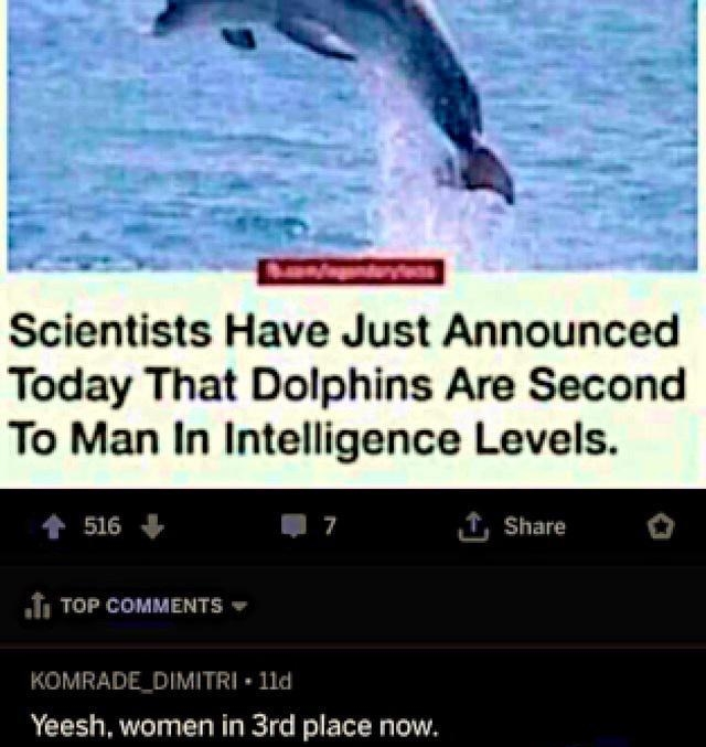 Scientists Have Just Announced Today That Dolphins Are Second To Man In Intelligence Levels Share 4 516 TOP COMMENTS OMRADE_DIMITRI 11d Yeesh women in 3rd place now