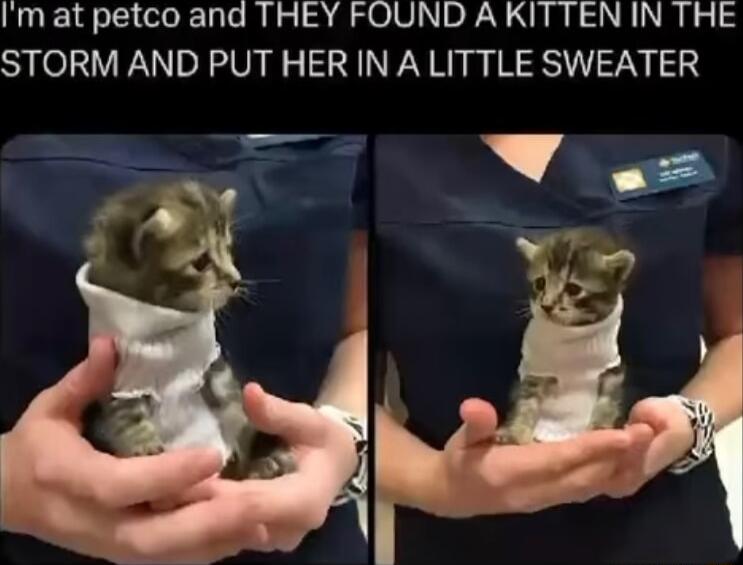 Imat petco and THEY FOUND A KITTEN IN THE STORM AND PUT HER IN A LITTLE SWEATER