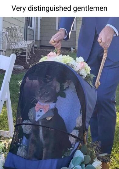 Very distinguished gentlemen