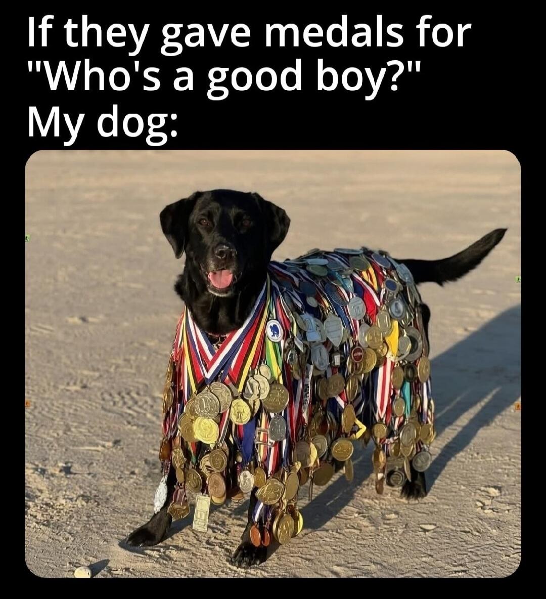 If they gave medals for 'Who's a good boy?' My dog:
