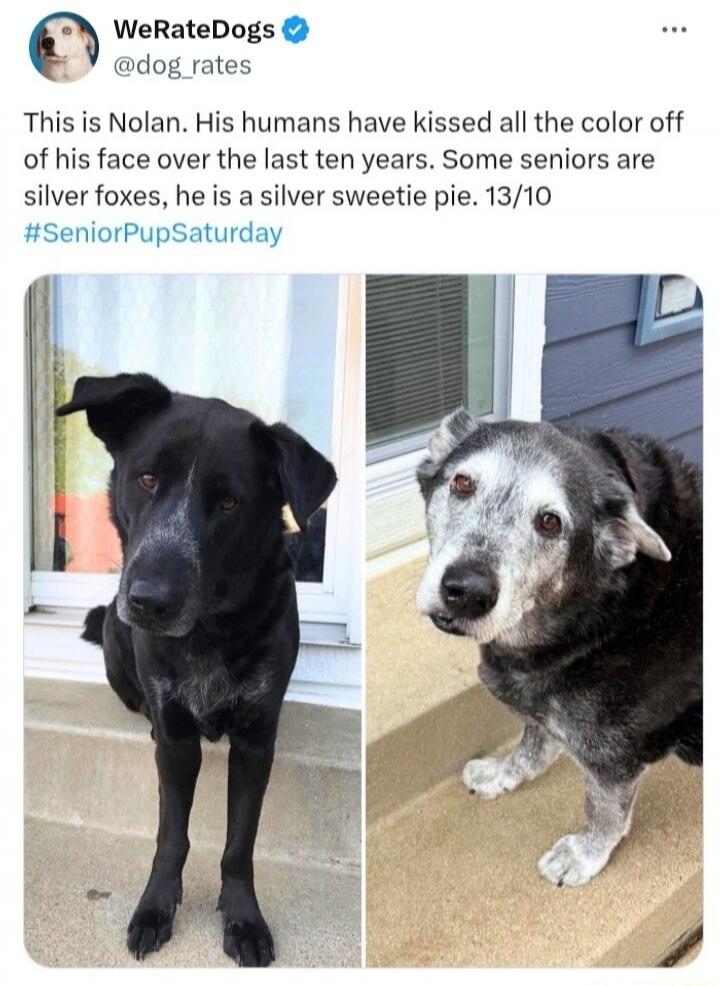 WeRateDogs @dog_rates This is Nolan. His humans have kissed all the color off of his face over the last ten years. Some seniors are silver foxes, he is a silver sweetie pie. 13/10 #SeniorPupSaturday