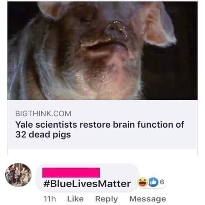 BIGTHINKCOM Yale scientists restore brain function of 32 dead pigs BlueLivesMatter D 1h Like Reply Message