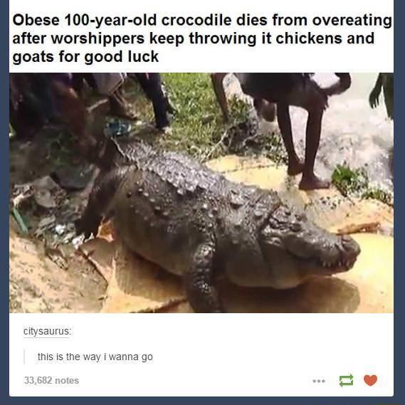 Obese 100 year old crocodile dies from overeating after worshippers keep throwing it chickens and goats for good luck