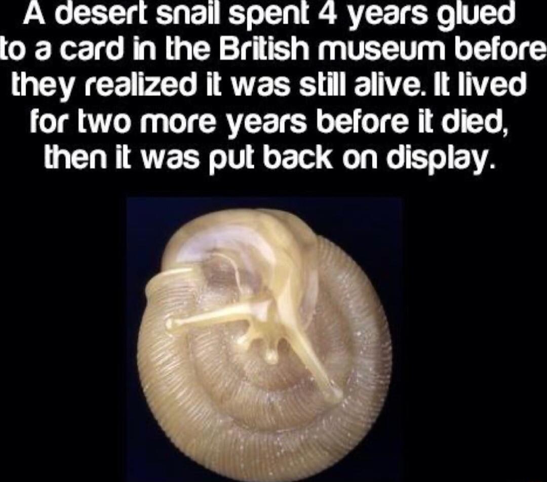 A deserl snall spent 4 years glued lo 3 card in the British museum before they realized it was still alive It lived for two more years before it died then it was put back on display