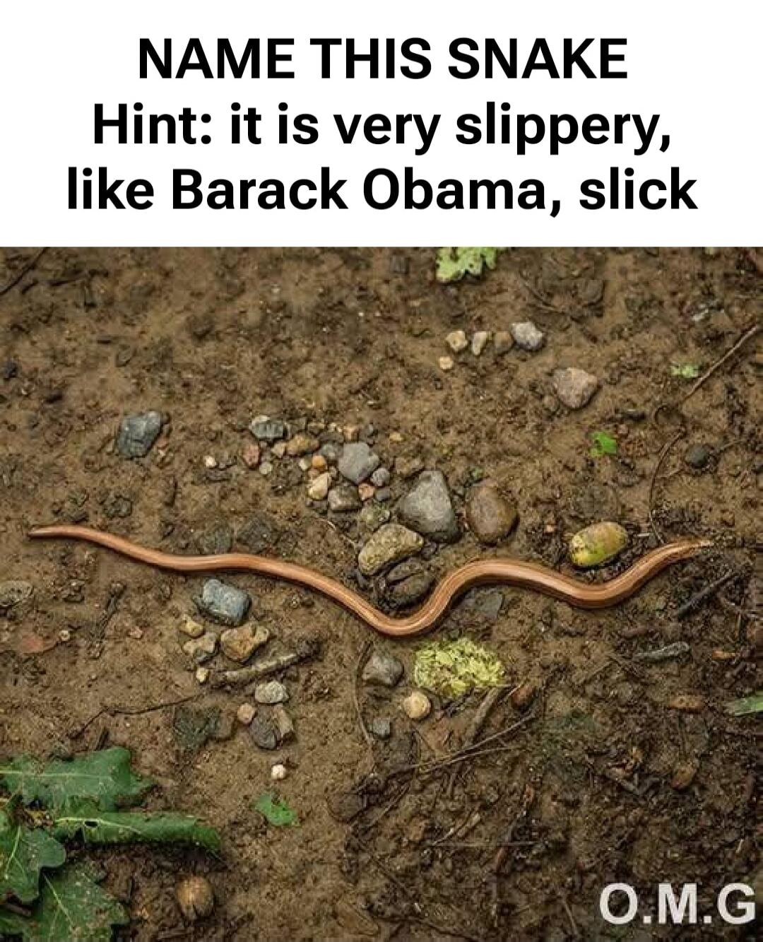 NAME THIS SNAKE Hint: it is very slippery, like Barack Obama, slick O.M.G