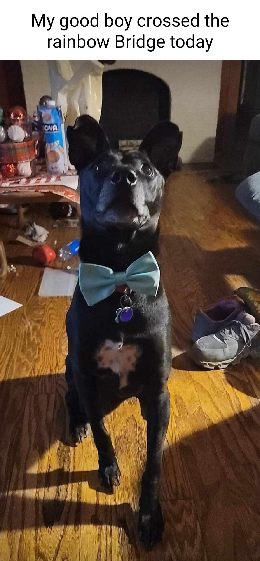 My good boy crossed the rainbow Bridge today