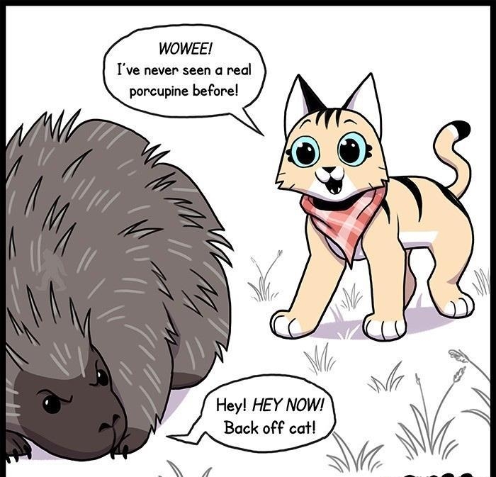 WOWEE Tve never seen a real porcupine beforel Hey HEY NOW h Back off catl pet foolery