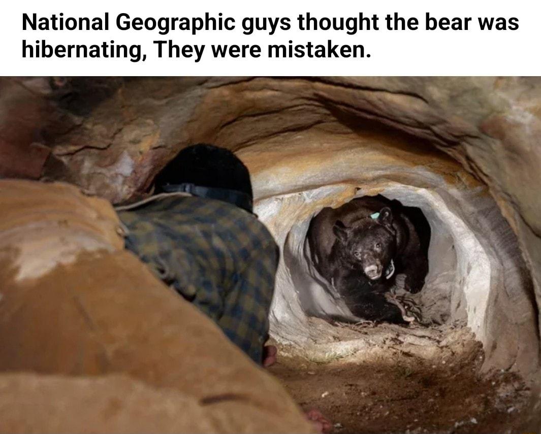 National Geographic guys thought the bear was hibernating They were mistaken