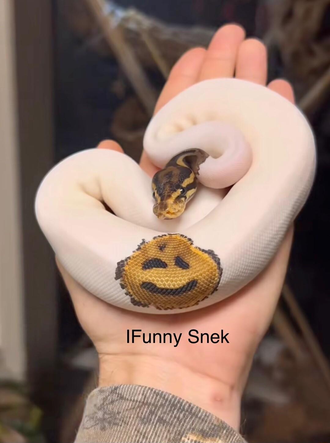 IFunny Snek