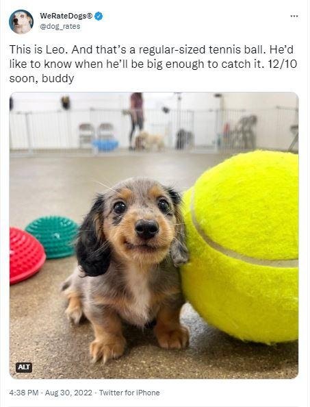 0 WeRsteDogs otes This is Leo And thats a regular sized tennis ball Hed like to know when hell be big enough to catch it 1210 soon buddy 377 Quote Tweets 488K Likes