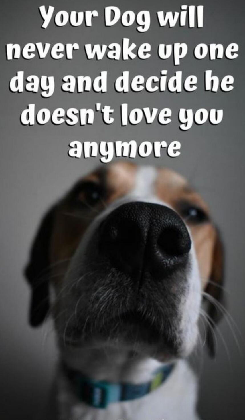 Your Dog will never wake up one day and decide he doesn't love you anymore
