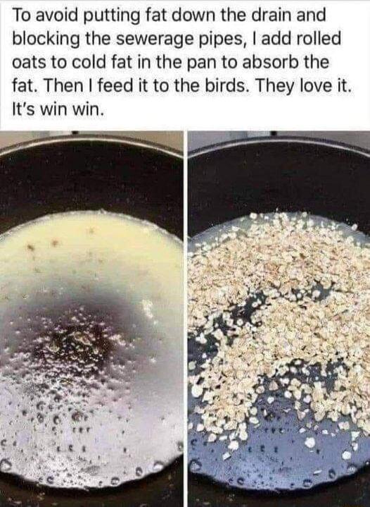 To avoid putting fat down the drain and blocking the sewerage pipes add rolled oats to cold fat in the pan to absorb the fat Then feed it to the birds They love it Its win win