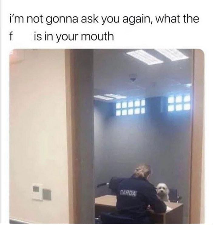 im not gonna ask you again what the f isinyour mouth