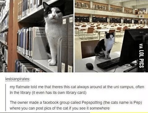 31d 101 viA lesbianpirates my flatmate told me that theres this cat always around at the uni campus often inthe fibrary it even has its own library card The owner made a facebook group called Pepspoting the cats name is Pep wihere you can post pics of e catif you see it somewhere