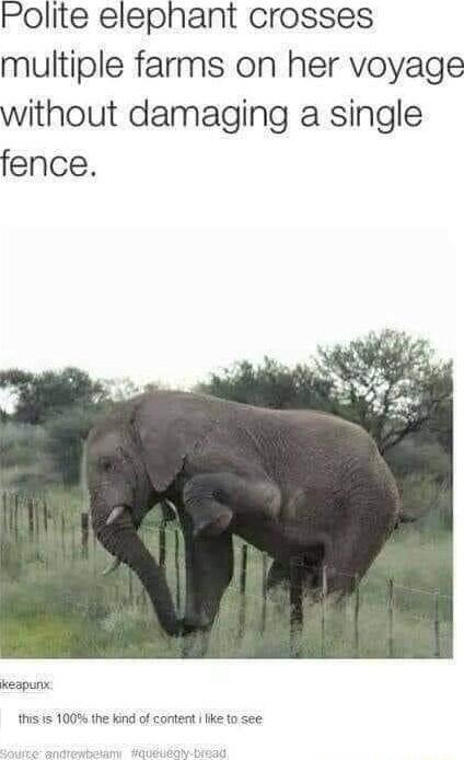 Polite elephant crosses multiple farms on her voyage without damaging a single fence kespunc this is 100 the kind of content ke to see