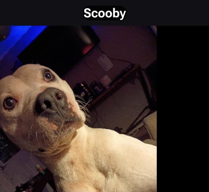 Scooby