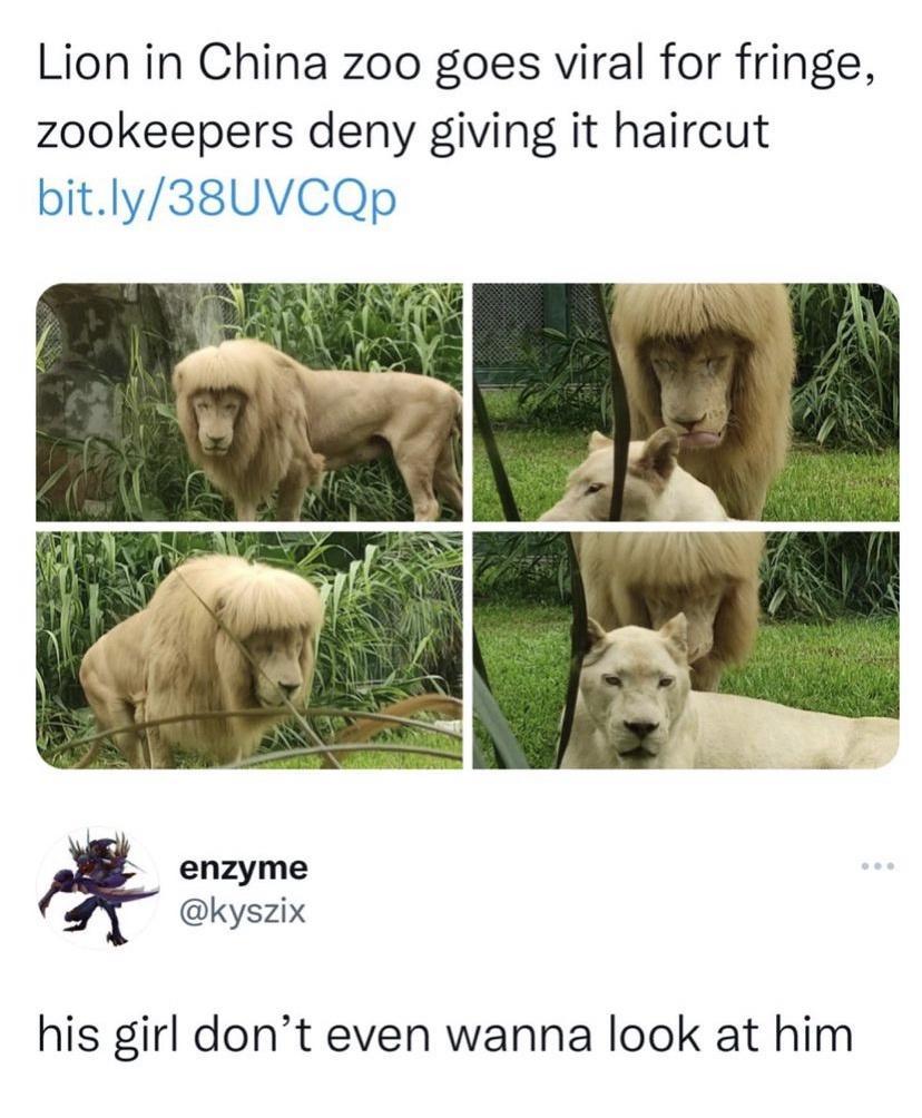 Lion in China zoo goes viral for fringe zookeepers deny giving it haircut bitly38UVCQp enzyme kyszix his girl dont even wanna look at him