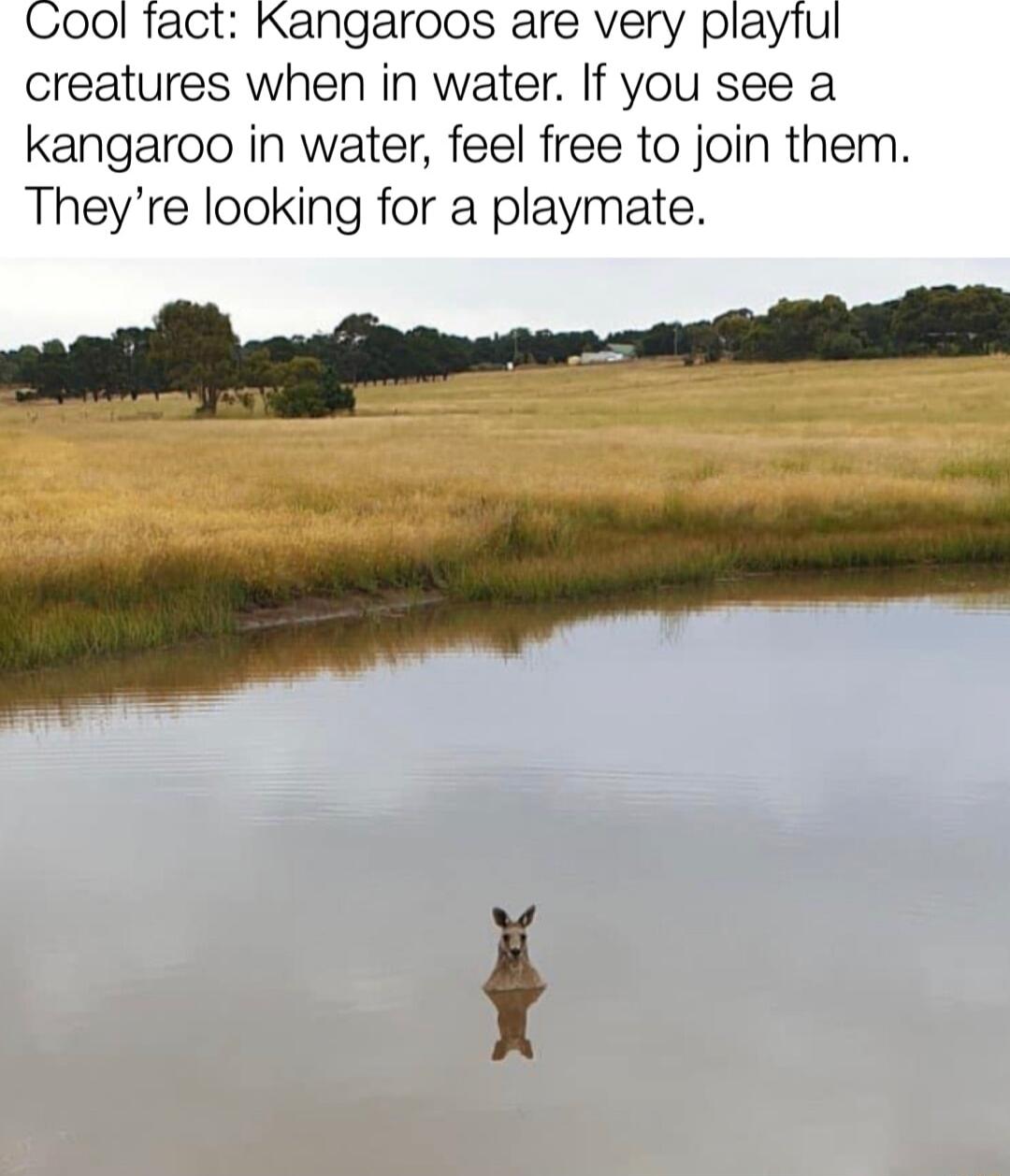 Cool tact Kangaroos are very playiul creatures when in water If you see a kangaroo in water feel free to join them Theyre looking for a playmate
