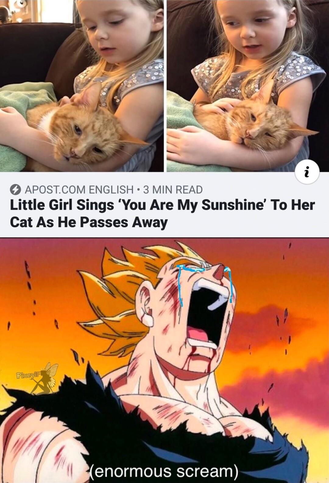 COM ENGLISH 3 MIN READ irl Sings You Are My Sunshine To Her Cat As He Passes Away