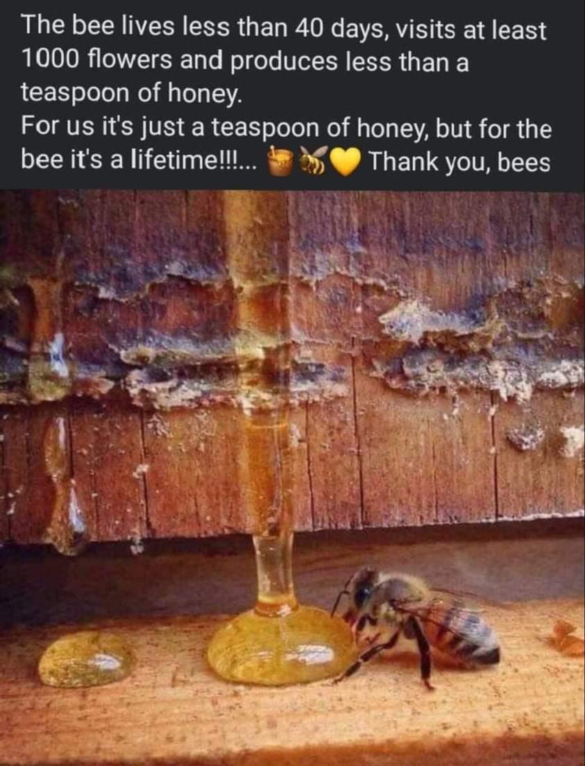The bee lives less than 40 days visits at least LLOLOOR VT o T Mol dols NCH LR G E L teaspoon of honey For us its just a teaspoon of honey but for the bee its a lifetimell Thank you bees