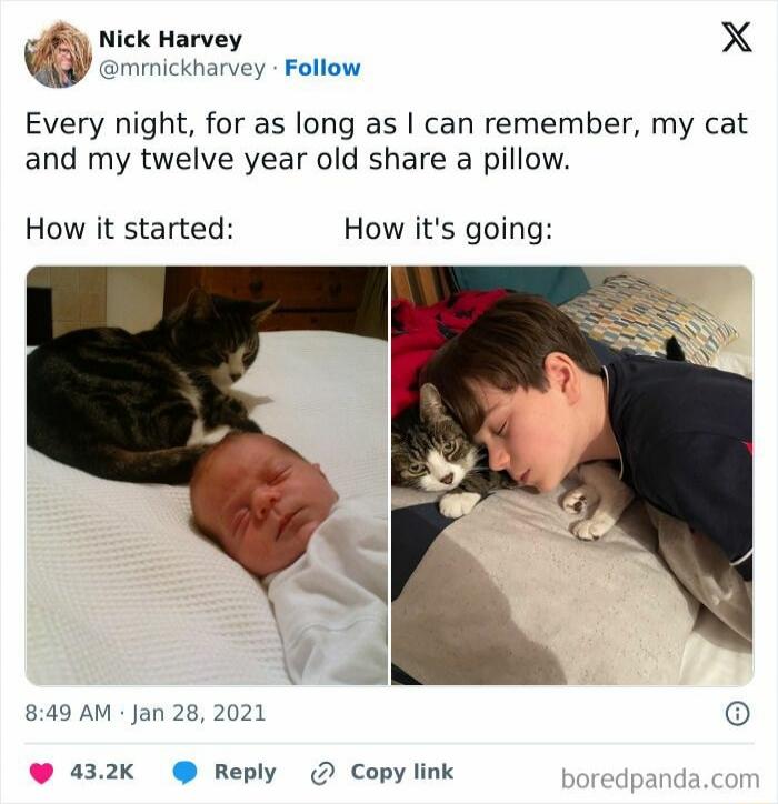 Every night, for as long as I can remember, my cat and my twelve year old share a pillow. How it started: How it's going: