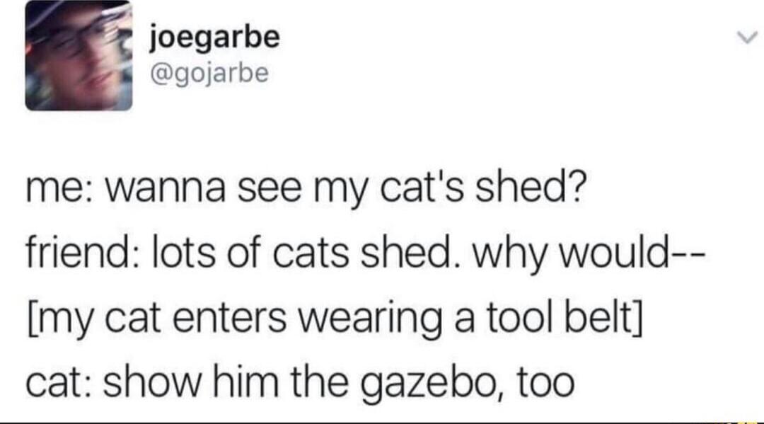 T joegarbe gojarbe me wanna see my cats shed friend lots of cats shed why would my cat enters wearing a tool belt cat show him the gazebo too