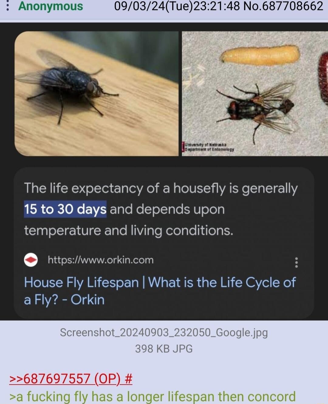 The life expectancy of a housefly is generally 15 to 30 days and depends upon temperature and living conditions httpsiAvwworkincom House Fly Lifespan What is the Life Cycle of aFly Orkin 687697557 OP