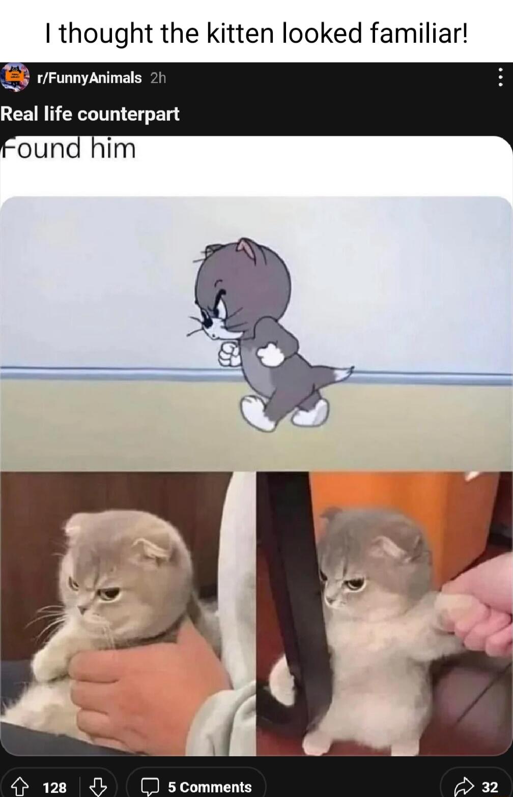 thought the kitten looked familiar