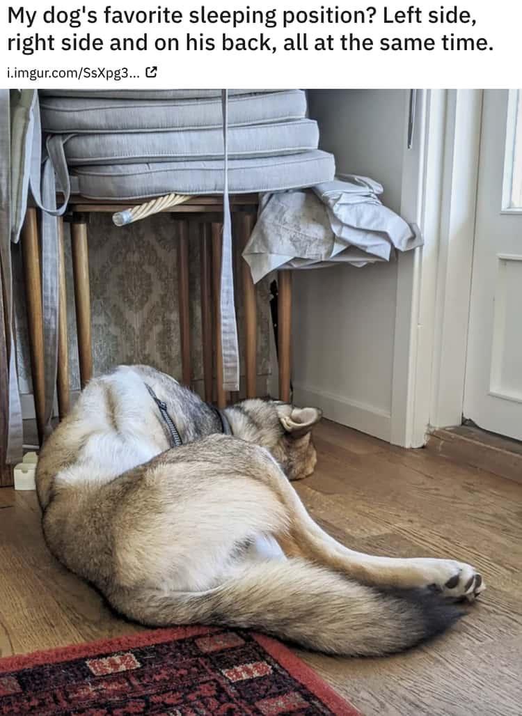 My dogs favorite sleeping position Left side right side and on his back all at the same time