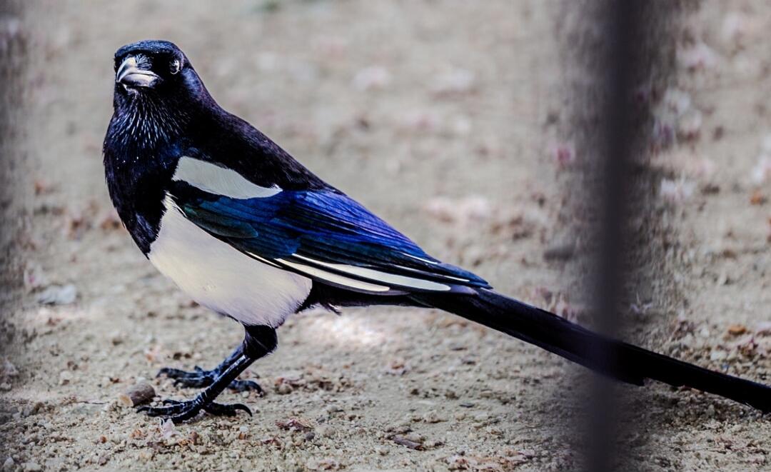 A magpie standing on the ground.