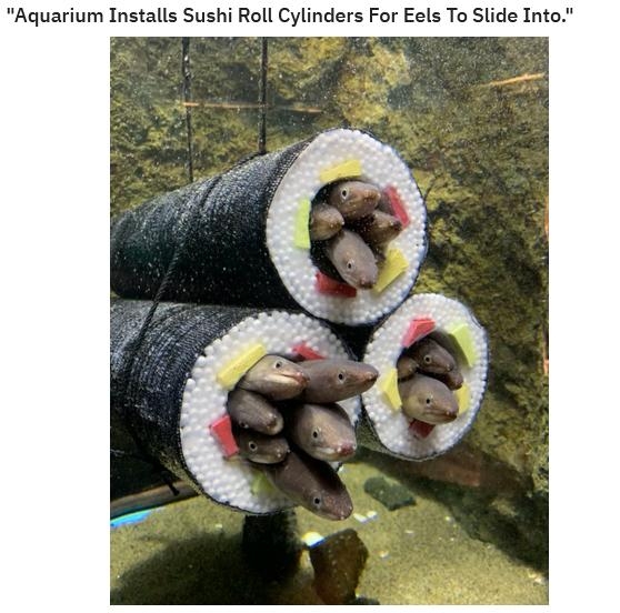 rfunny 61 3 Aquarium Installs Sushi Roll Cylinders For Eels To Slide Into