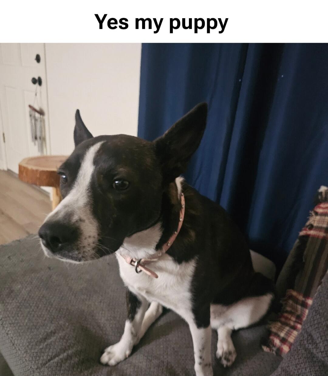 Yes my puppy