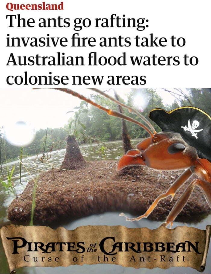 Queensland The ants go rafting invasive fire ants take to Australian flood waters to colonise new areas